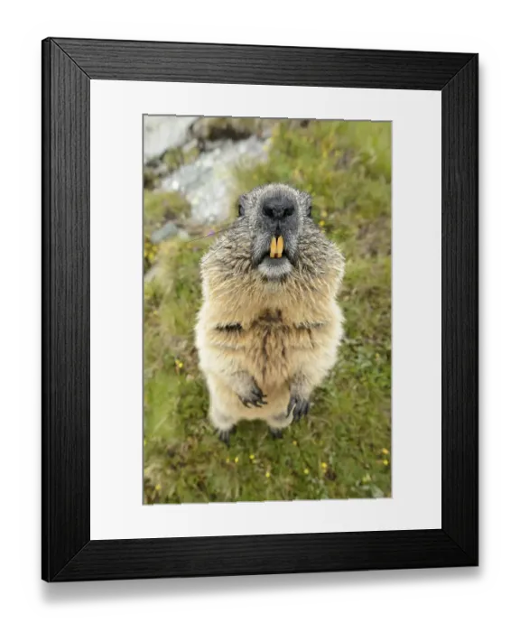 Framed Print : Alpine Marmot (Marmota marmota)