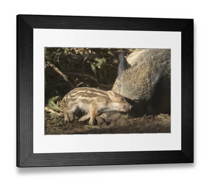 Framed Print : Wild Boar (Sus scrofa) shoat snuggling with its mother