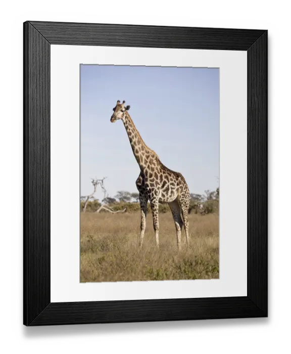 Framed Print : Giraffe (Giraffa camelopardalis) Framed Print : Giraffe (Giraffa camelopardalis)