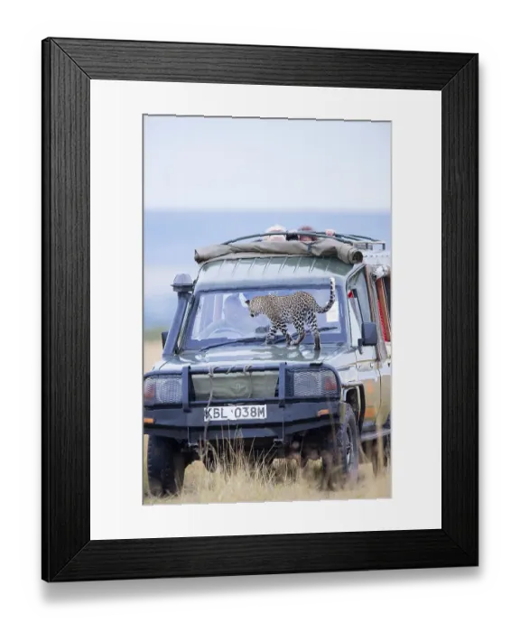 Framed Print : Young leopard (Panthera pardus) on a tourist car