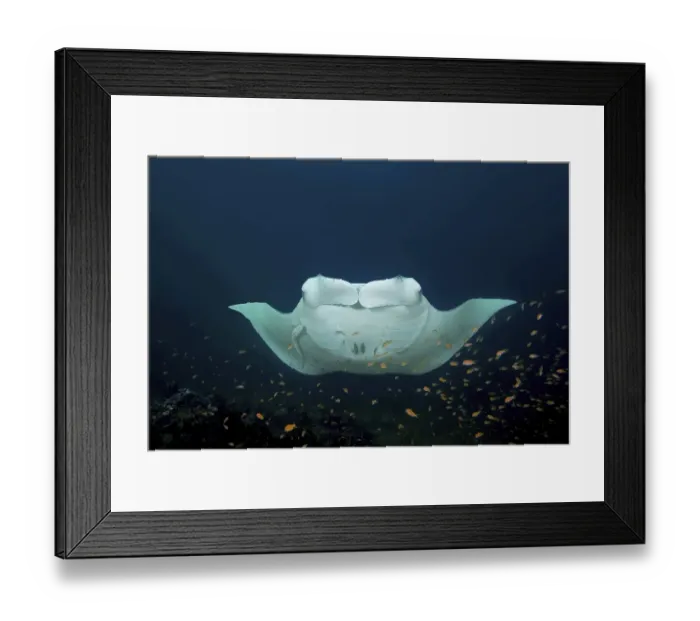 Framed Print : Reef Manta Ray (Mobula alfredi) with cleaner fishes Framed Print : Reef Manta Ray (Mobula alfredi) with cleaner fishes