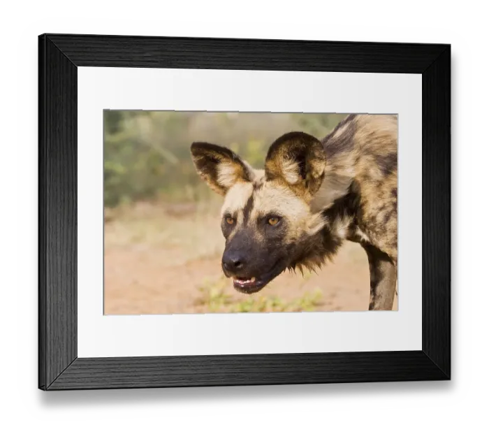 Framed Print : African wilddog (Lycaon pictus), Namibia, Africa