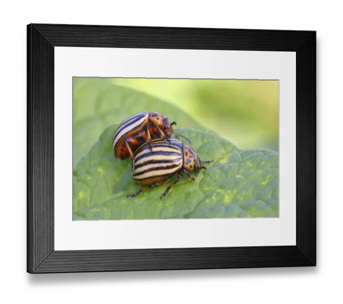Framed Print : Two Colorado potato beetle (Leptinotarsa decemlineata) on potato plant
