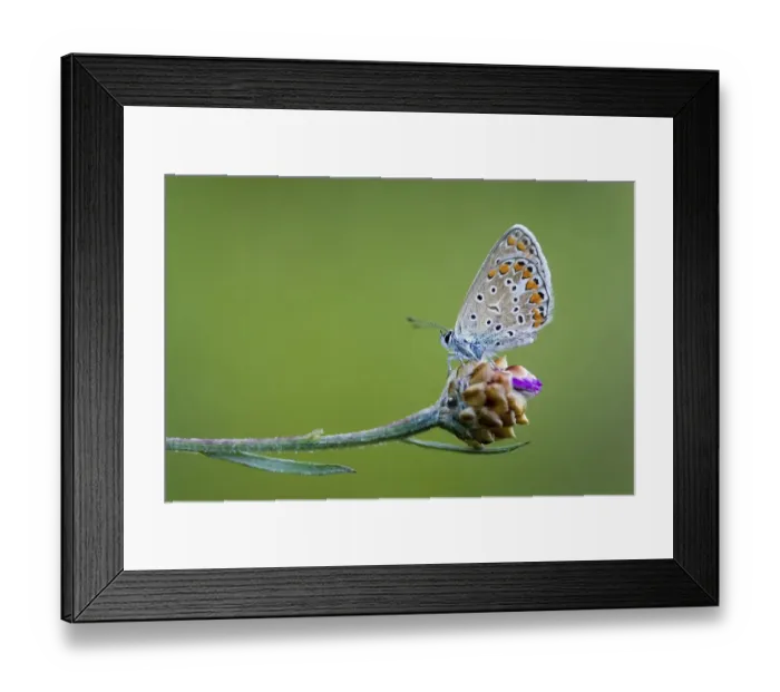 Framed Print : Common Blue (Polyommatus icarus) Framed Print : Common Blue (Polyommatus icarus)