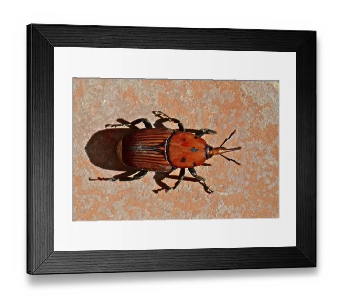 Framed Print : Red palm weevil (Rhynchophorus ferrugineus) Framed Print : Red palm weevil (Rhynchophorus ferrugineus)