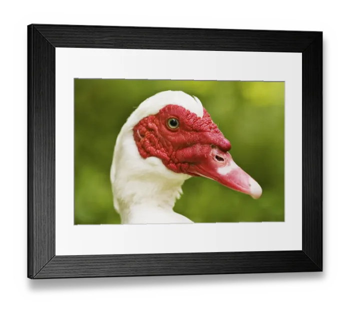 Framed Print : Muscovy Duck (Cairina moschata)