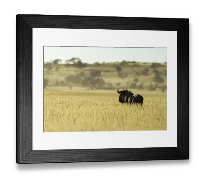 Framed Print : A wildebeest (Connochaetes) looks over a field of high grass to the African sunset