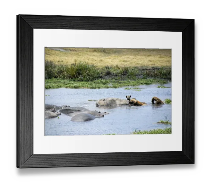 Framed Print : Spotted Hyenas (Crocuta crocuta) feed on dead Hippo (Hippopotamus amphibius) in the water Ngorongoro Crater Tanzania