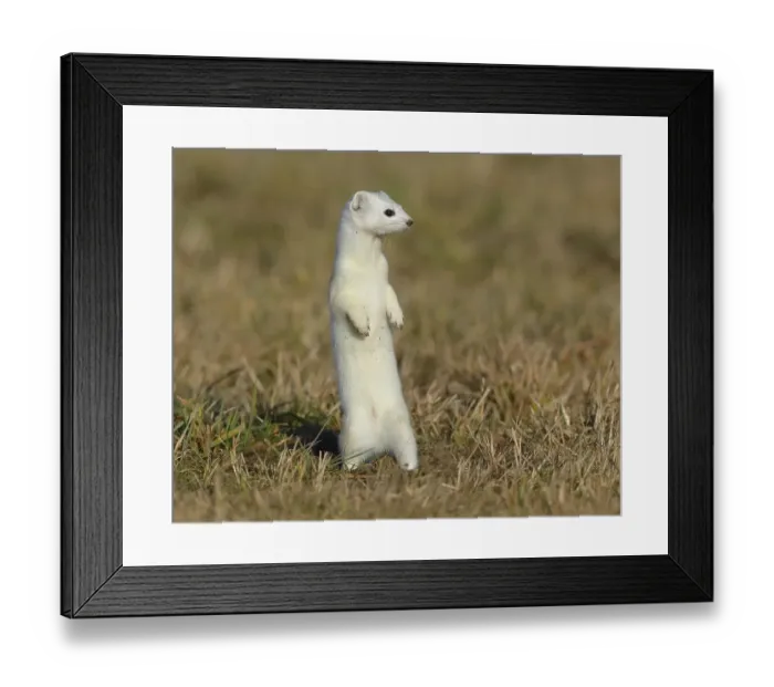 Framed Print : Stoat (Mustela erminea) in winter coat