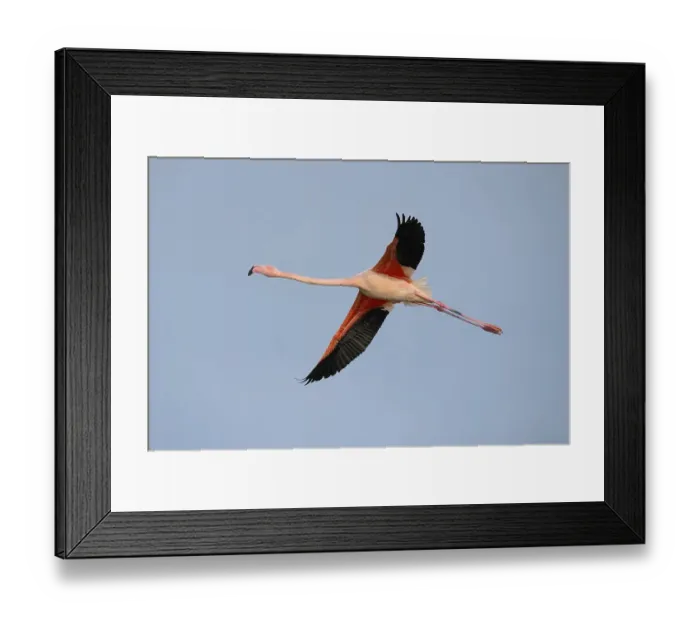 Framed Print : Greater flamingo (Phoenicopterus roseus) in flight