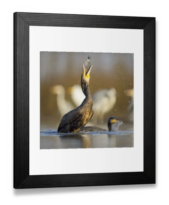 Framed Print : Cormorant (Phalacrocorax carbo) Framed Print : Cormorant (Phalacrocorax carbo)