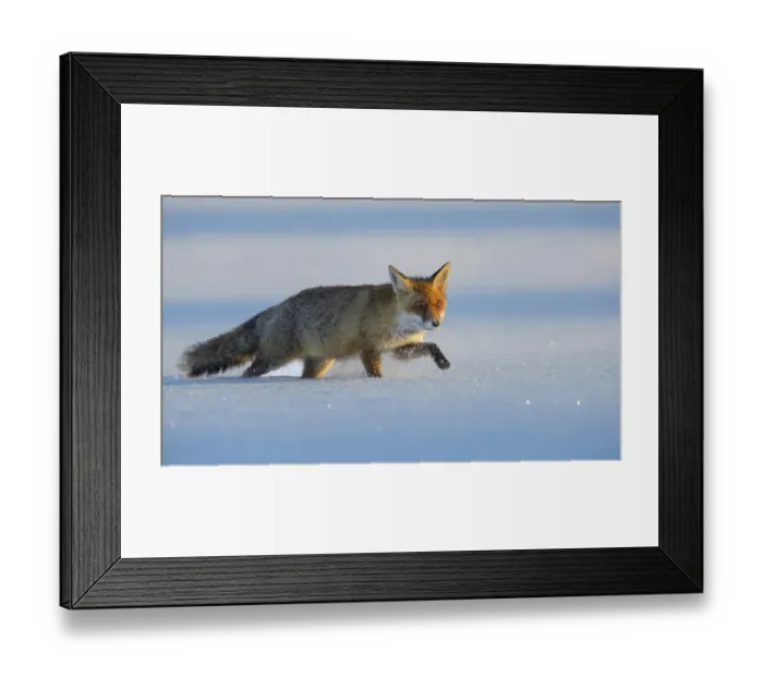 Framed Print : Red fox (Vulpes vulpes) walking through the snow