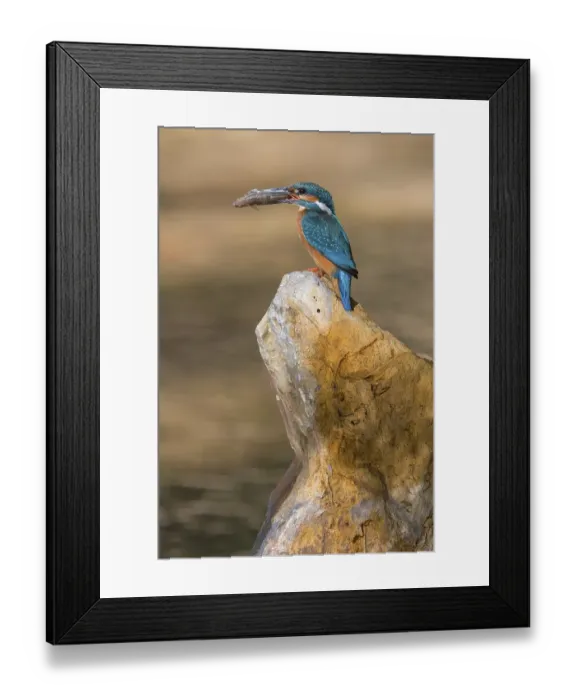 Framed Print : Common kingfisher (Alcedo atthis) Framed Print : Common kingfisher (Alcedo atthis)