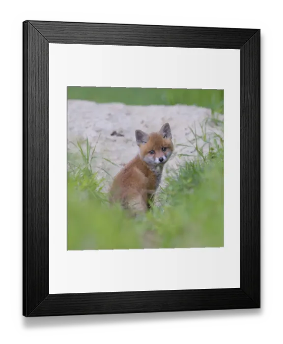 Framed Print : Red fox (Vulpes vulpes), fox puppy in front of the burrow