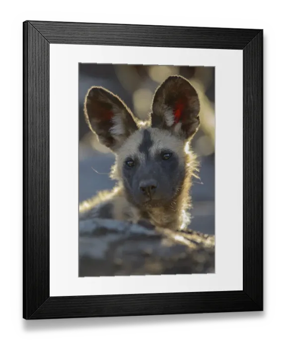 Framed Print : African wild dog (Lycaon pictus) Framed Print : African wild dog (Lycaon pictus)