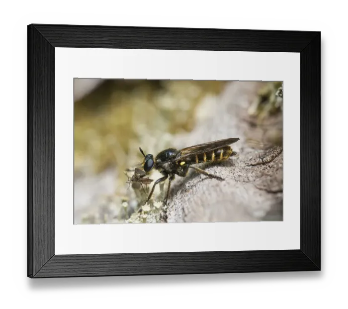Framed Print : Choerades marginata robberfly (Choerades marginata)