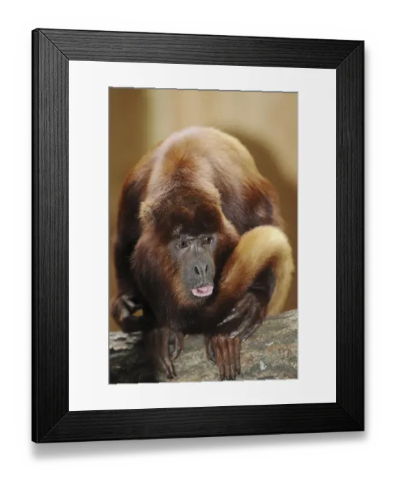 Framed Print : Venezuelan red howler (Alouatta seniculus) Framed Print : Venezuelan red howler (Alouatta seniculus)