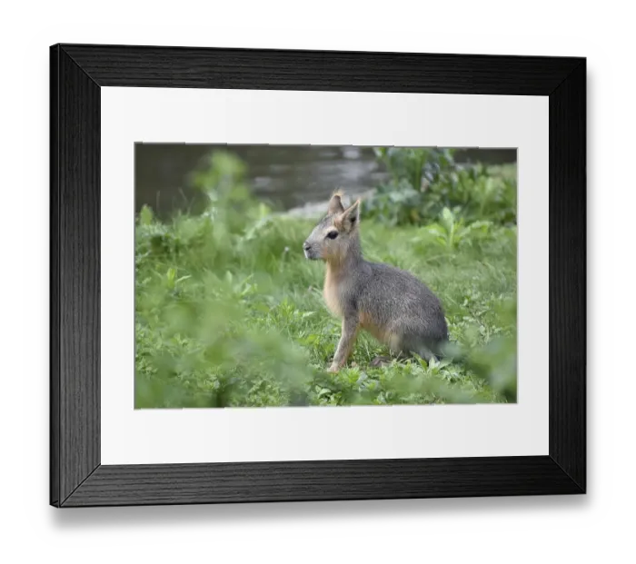 Framed Print : A young patagonian mara (Dolichotis patagonum) Framed Print : A young patagonian mara (Dolichotis patagonum)