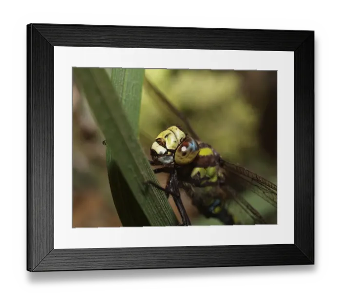 Framed Print : Southern Hawker (Aeshna cyanea), male