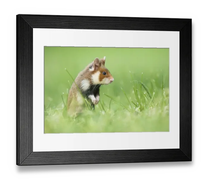 Framed Print : Young European hamsters (Cricetus cricetus) standing on hind legs