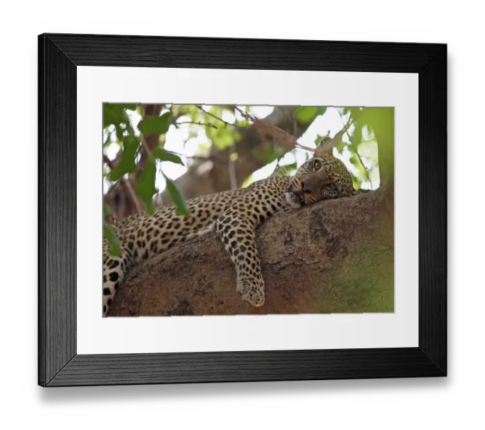 Framed Print : Leopard (Panthera pardus) resting in tree Framed Print : Leopard (Panthera pardus) resting in tree