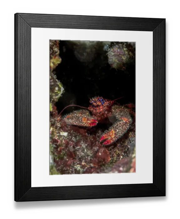Framed Print : Colorful squat lobster (Galathea strigosa) Framed Print : Colorful squat lobster (Galathea strigosa)
