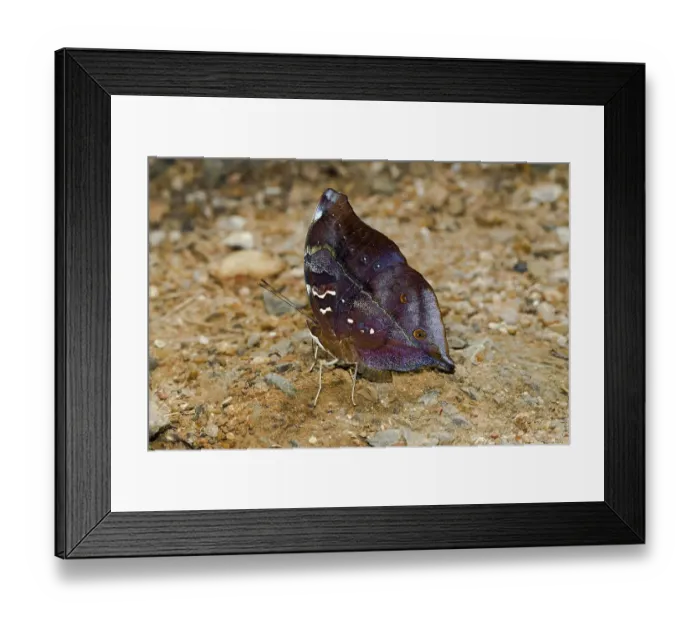 Framed Print : Common Yeoman (Cirrochroa tyche mithila) Framed Print : Common Yeoman (Cirrochroa tyche mithila)