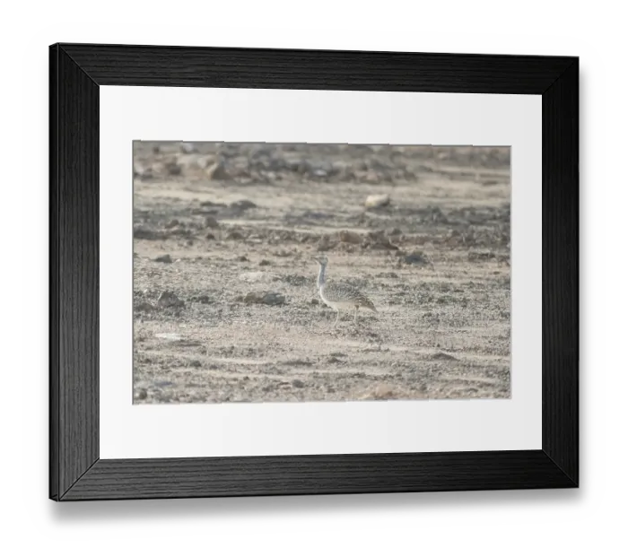 Framed Print : Rare cantilever bustard (Chlamydotis undulata fuertaventurae)