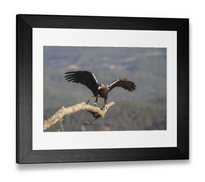 Framed Print : Iberian Eagle (Aquila adalberti)