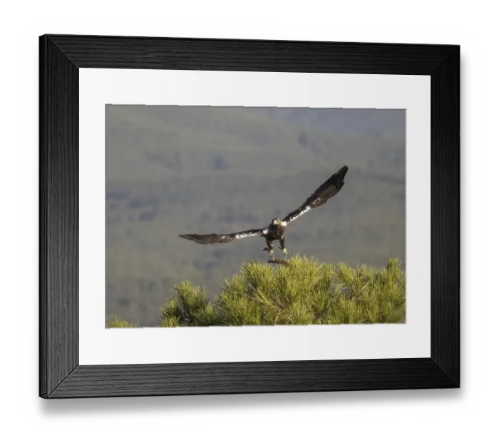 Framed Print : Iberian Eagle (Aquila adalberti)