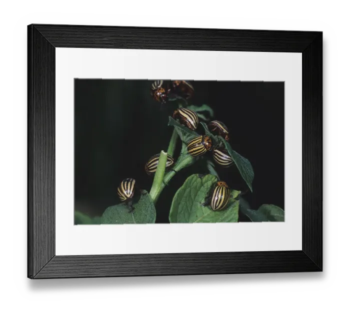 Framed Print : Colorado potato beetle (Leptinotarsa decemlineata) Framed Print : Colorado potato beetle (Leptinotarsa decemlineata)