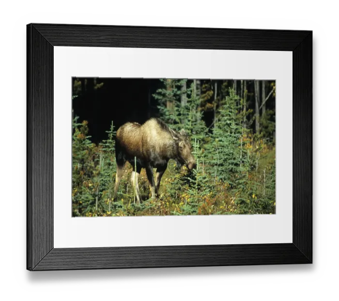 Framed Print : Moose or Elk cow (Alces alces)