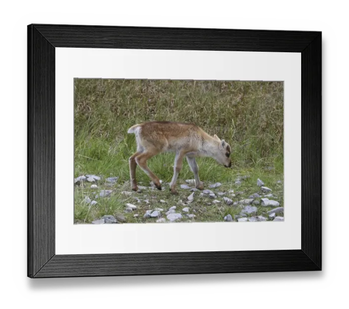 Framed Print : Reindeer (Rangifer tarandus) calf in tundra