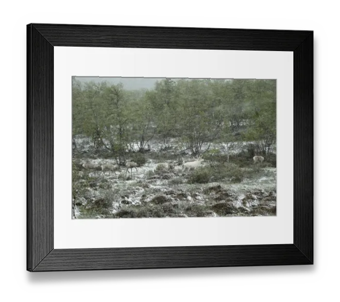 Framed Print : Reindeer (Rangifer tarandus) herd in drifting snow