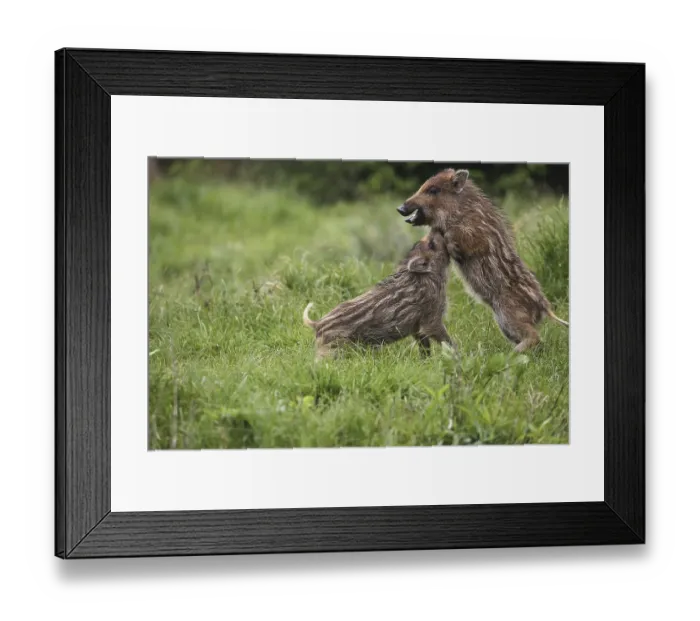 Framed Print : Wild boar (Sus scrofa) quarrelling freshlings in the forest clearing