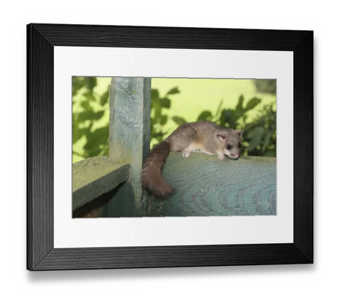 Framed Print : Edible dormouse (Glis glis) on the parapet of a hunter's stand