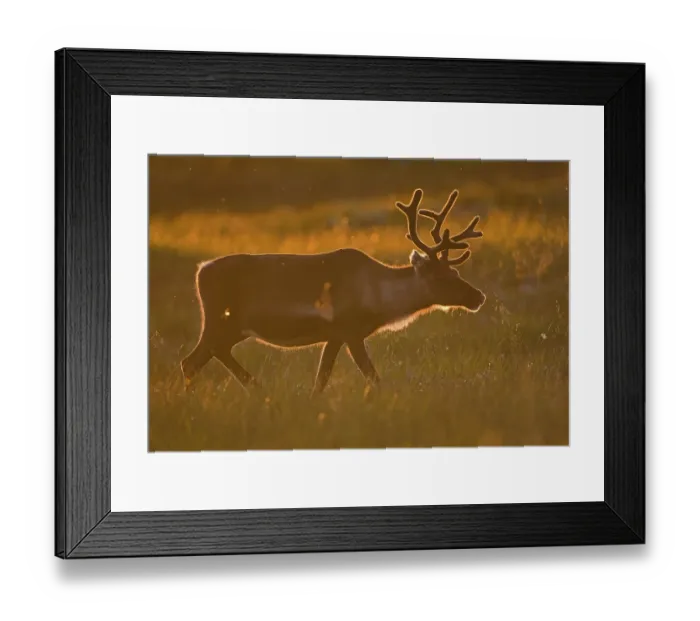 Framed Print : Reindeer (Rangifer tarandus) in backlight at sunset Framed Print : Reindeer (Rangifer tarandus) in backlight at sunset