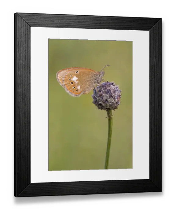 Framed Print : Red-brown meadow bird (Coenonympha glycerion) at the sleeping place