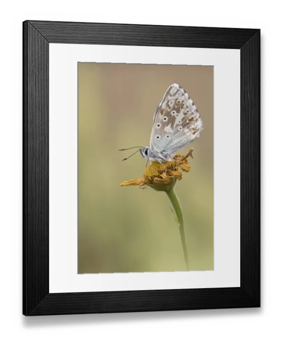 Framed Print : Gossamer winged butterfly (Lycaenidae) sits on a plant