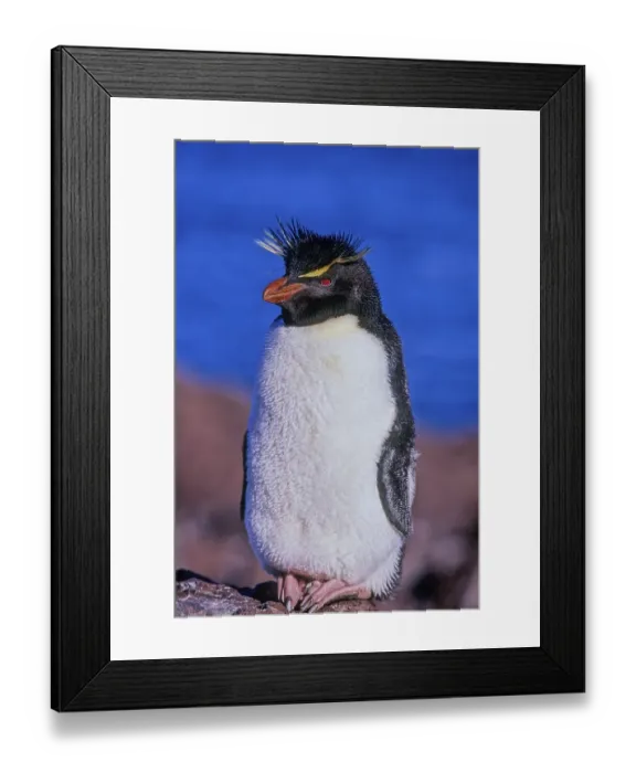 Framed Print : Rockhopper penguin (Eudyptes chrysochome) Framed Print : Rockhopper penguin (Eudyptes chrysochome)