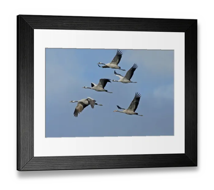 Framed Print : Common crane (Grus grus) in flight