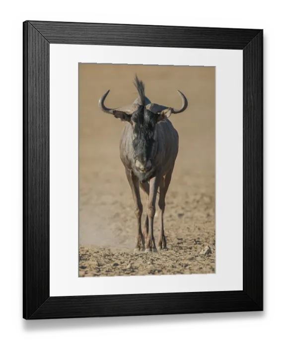 Framed Print : Blue wildebeest (Connochaetes taurinus) Framed Print : Blue wildebeest (Connochaetes taurinus)