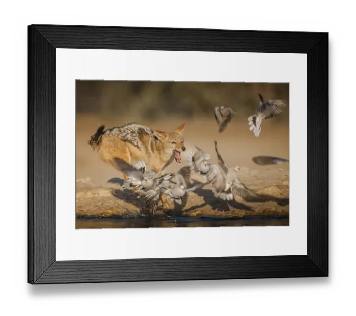 Framed Print : Black-backed jackal (Canis mesomelas) chasing pigeons at a waterhole