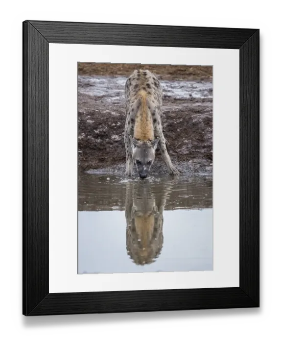 Framed Print : Spotted hyena (Crocuta crocuta)