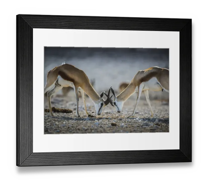 Framed Print : Springboks (Antidorcas marsupialis)