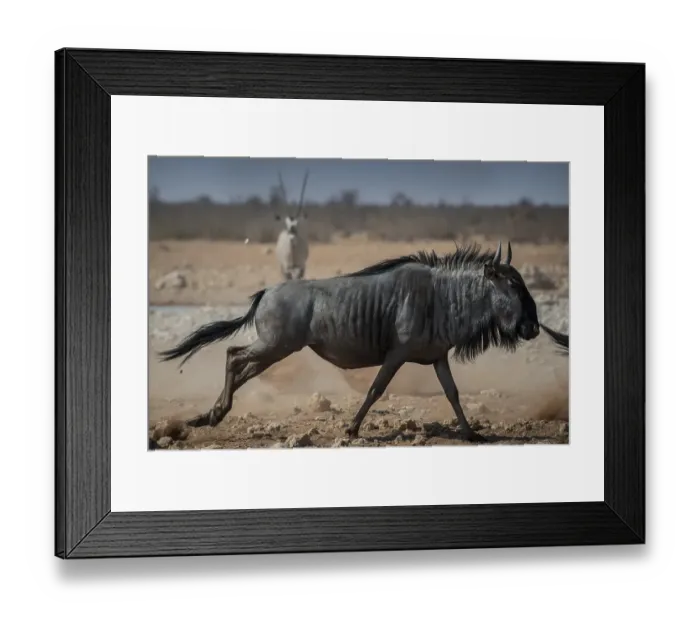 Framed Print : Blue wildebeest (Connochaetes taurinus) walking at a waterhole