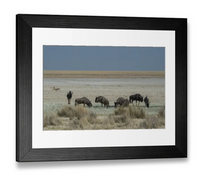 Framed Print : Blue wildebeests (Connochaetes taurinus) on the edge of the Etosha Pan