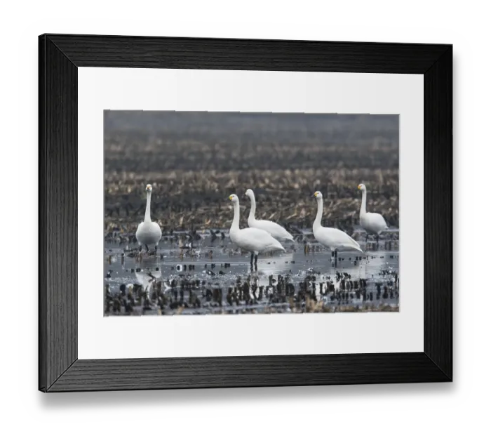 Framed Print : Tundra swans (Cygnus bewickii) stand on harvested cornfield