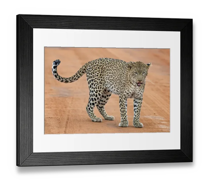 Framed Print : Leopard (Panthera pardus) stands on sand track and licks his mouth
