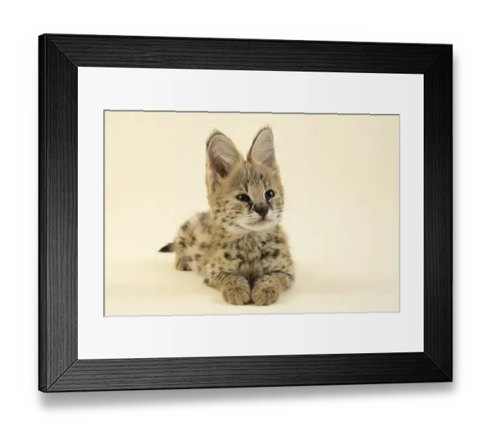 Framed Print : Serval (Leptailurus serval), juvenile